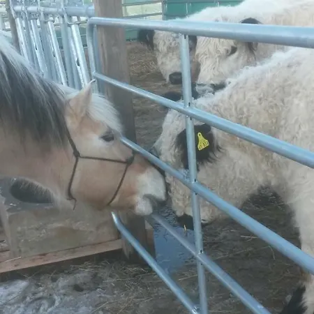 Galloway Hof Wantewitz Priestewitz