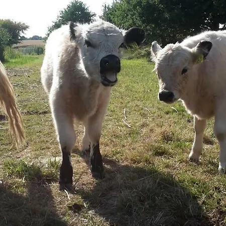 Galloway Hof Wantewitz Appartement