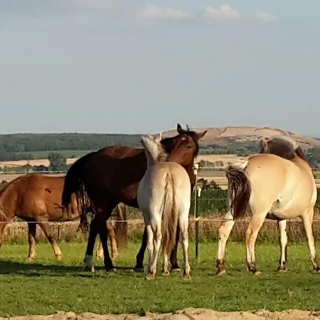 Galloway Hof Wantewitz Priestewitz